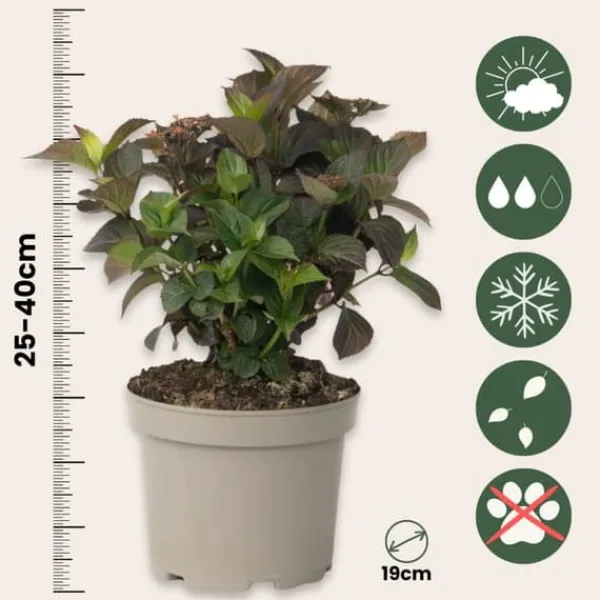 New Hortensia - Set om 2 - Hydrangea 'Dare Devil' - Höjd 25-40cm - ⌀19cm Buskar