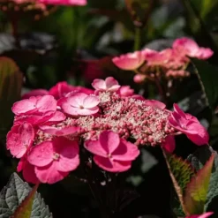 New Hortensia - Set om 2 - Hydrangea 'Dare Devil' - Höjd 25-40cm - ⌀19cm Buskar