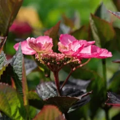 New Hortensia - Set om 2 - Hydrangea 'Dare Devil' - Höjd 25-40cm - ⌀19cm Buskar