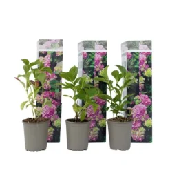 Best Hortensia - Set om 3 - Hydrangea macrophylla 'Early Pink' - Höjd 25-40cm - ⌀9cm Buskar
