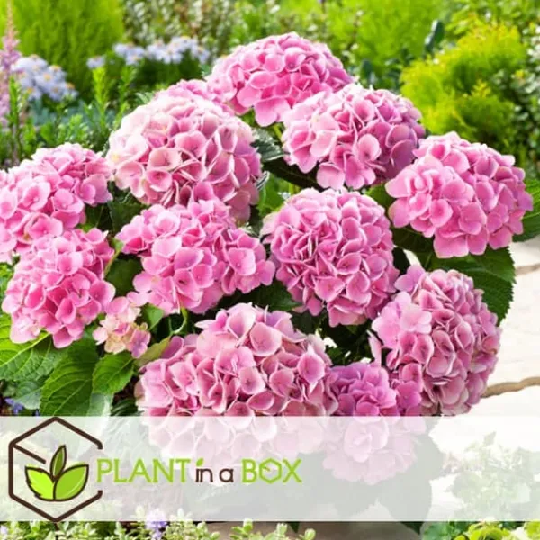 Best Hortensia - Set om 3 - Hydrangea macrophylla 'Early Pink' - Höjd 25-40cm - ⌀9cm Buskar