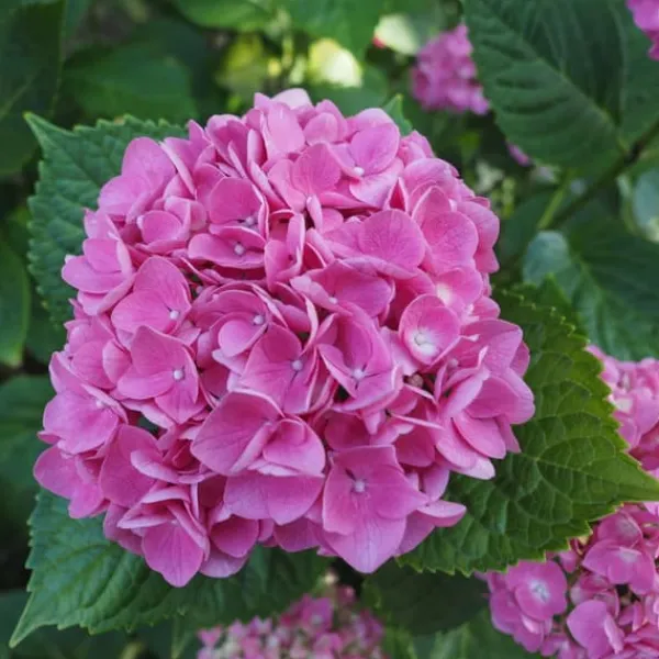 Best Hortensia - Set om 3 - Hydrangea macrophylla 'Early Pink' - Höjd 25-40cm - ⌀9cm Buskar