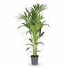 Howea Forsteriana Inomhusväxt Ø21 cm Höjd ca 130 cm