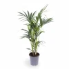 Howea Forsteriana (Kentia Palm) Krukväxt Ø17cm, Höjd ca 75cm