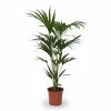 Online Howea Forsteriana Krukväxt Ø21cm Höjd ca 120cm Krukväxter Inomhus