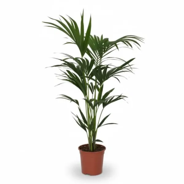 Online Howea Forsteriana Krukväxt Ø21cm Höjd ca 120cm Krukväxter Inomhus