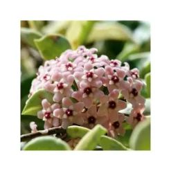 HOYA CARNOSA TRICOLOR VAX DU CERA VAS 11 CM Perenner Blommor