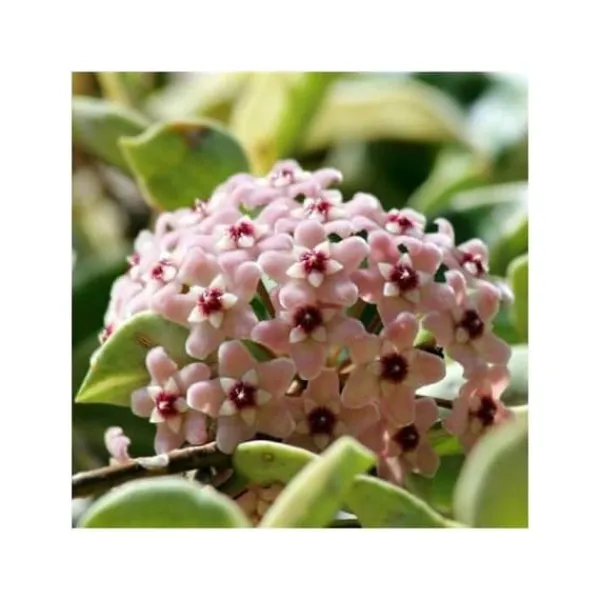 HOYA CARNOSA TRICOLOR VAX DU CERA VAS 11 CM Perenner Blommor