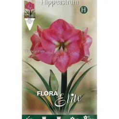 HÖSTBULB AMARYLLIS ROSA FÖRPACKNING MED 1 BULB
