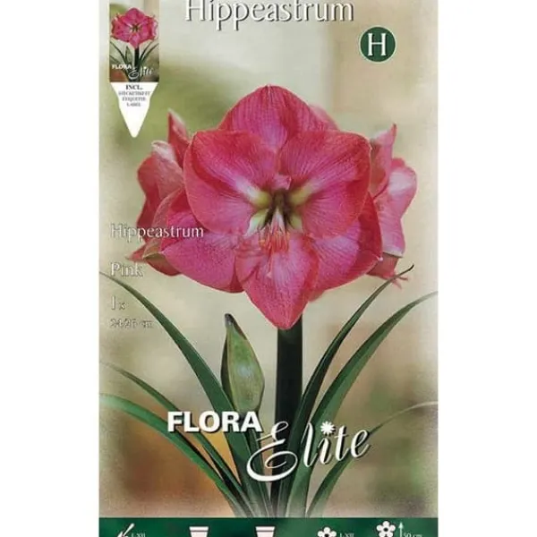 HÖSTBULB AMARYLLIS ROSA FÖRPACKNING MED 1 BULB