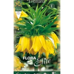 HÖSTBULB FRITILLARIA LUTEA FÖRPACKNING MED 1 BULB BULBAR BULBAR Fröer & Lökar