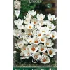 New HÖSTBULBER CROCUS CHRYSANTHUS ARD SCHENK FÖRPACKNING 15 BULBER Fröer & Lökar