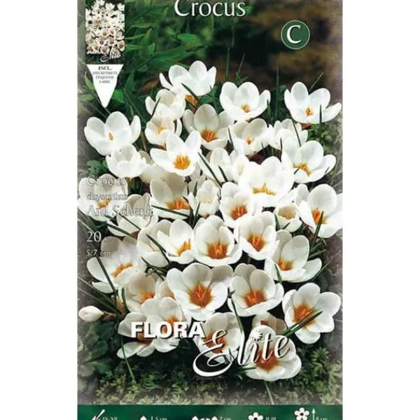 New HÖSTBULBER CROCUS CHRYSANTHUS ARD SCHENK FÖRPACKNING 15 BULBER Fröer & Lökar