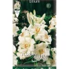 Outlet HÖSTBULBER LILIUM GIGLIO CANDIDUM FÖRPACKNING 1 BULB Fröer & Lökar