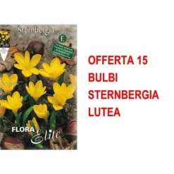 Clearance HÖSTBULBERRBUD 15 BULBERR STERNBERGIA LUTEA BULBERR BULBERR BULBERR Fröer & Lökar