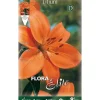 HÖSTBULBILAR LILIUM ASIATISKT ORANGE FÖRPACKNING MED 2 BULBILAR