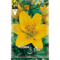 New HÖSTBULBVARIANT LILIUM ASIATISK GUL FÖRPACKNING MED 2 BULB. Fröer & Lökar