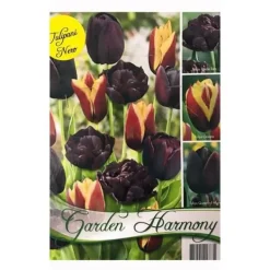 Clearance HÖSTBULLAR KOLLEKTION 15 SVARTA TULPANER FÖR BLOMSTRANDE OCH KRUKOR Fröer & Lökar