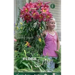 HÖSTLILJOR LILIUM GIGANTE EMPOLI FÖRPACKNING 2 LÖK BULBS BULBES