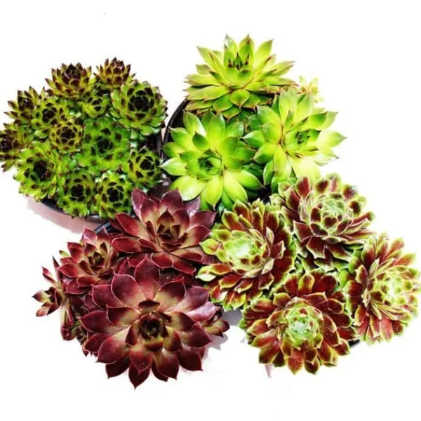 Husleek - ett set med 12 olika typer av Sempervivum