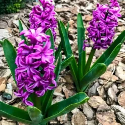 Hyacintlökar - Set med 10 - Hyacinthus 'Purple Voice' - Blomsterlökar Fröer & Lökar