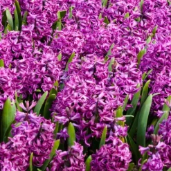 Hyacintlökar - Set med 10 - Hyacinthus 'Purple Voice' - Blomsterlökar Fröer & Lökar