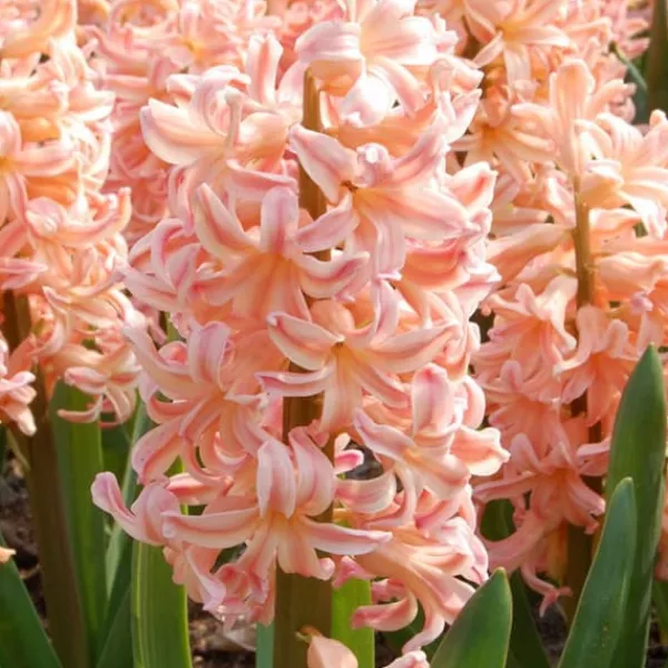 Hyacintlökor - Set om 25 - Hyacinthus 'Gipsy Queen' - Blomlökar - Orange