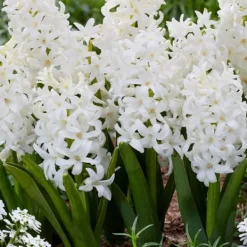 Sale Hyacintlökor - Set om 20 - Hyacinthus 'Carnegie' - Blomlökar - Vit Fröer & Lökar