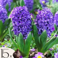 Hot Hyacintlökor - Set om 15 - Hyacinthus 'Blue Trophy' - Blomlökar - Blå Fröer & Lökar