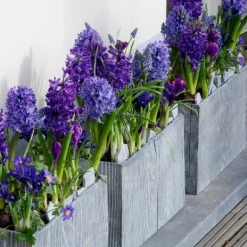 Hot Hyacintlökor - Set om 15 - Hyacinthus 'Blue Trophy' - Blomlökar - Blå Fröer & Lökar