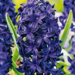 Hot Hyacintlökor - Set om 15 - Hyacinthus 'Blue Trophy' - Blomlökar - Blå Fröer & Lökar