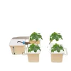 Hydroponiskt växtsystem, 5-bucket setup, kompletta tillbehör inkluderade,VIT