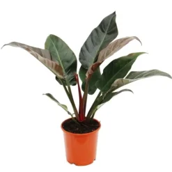Outlet Imperial Red Philodendron 19cm Kruka Krukväxter Inomhus