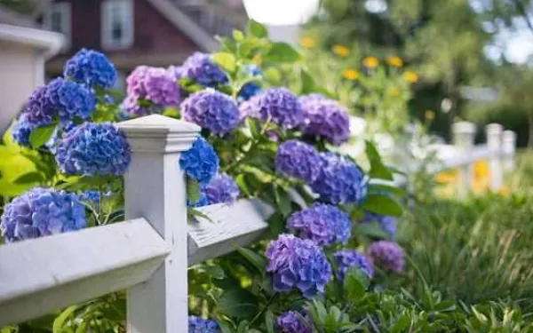 Discount INCO FLOROVIT HORTENSIA 1L IN Gödningsmedel