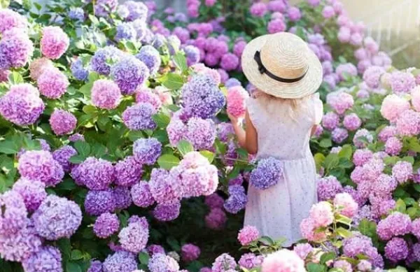Discount INCO FLOROVIT HORTENSIA 1L IN Gödningsmedel