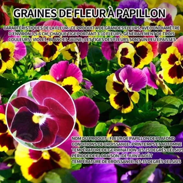 INN Butterfly Flower Seeds 500 Blomsterfrön Blomningstid 6-8 månader Blomsterfrön Prydnadsblommor Blomfrö
