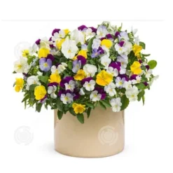 Sale INN Butterfly Flower Seeds 1000 Blomsterfrön Blomningstid 6-8 månader Blomfrön Prydnadsblommor Blomfrö Blommor