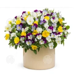 INN Butterfly Flower Seeds 398 Blomsterfrön Blomningstid 6-8 månader Blomfrön Prydnadsblommor Blomfrö