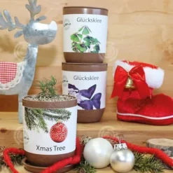 Discount INN Rosemary frön kreativa frö lådor mini krukväxter burk frön kontor boxed plantor prydnadsväxter sem Kit För Växt- & Örtplantering