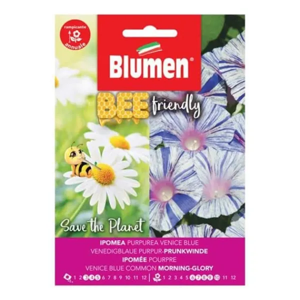 IPOMEA PURPUREA BLÅ BI-VÄNLIG BLOMMA