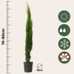 Italiensk cypress - Set om 2 - Cupressus sempervirens - Höjd 70-80cm - ⌀19cm