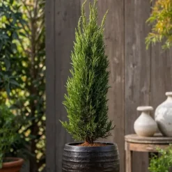 Italiensk cypress - Set om 2 - Cupressus sempervirens - Höjd 70-80cm - ⌀19cm