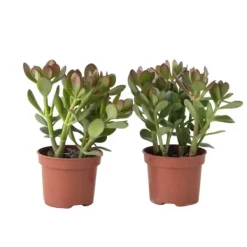 Jadeväxt - 2-pack - Crassula ovata - Höjd 15-25cm - ø12cm