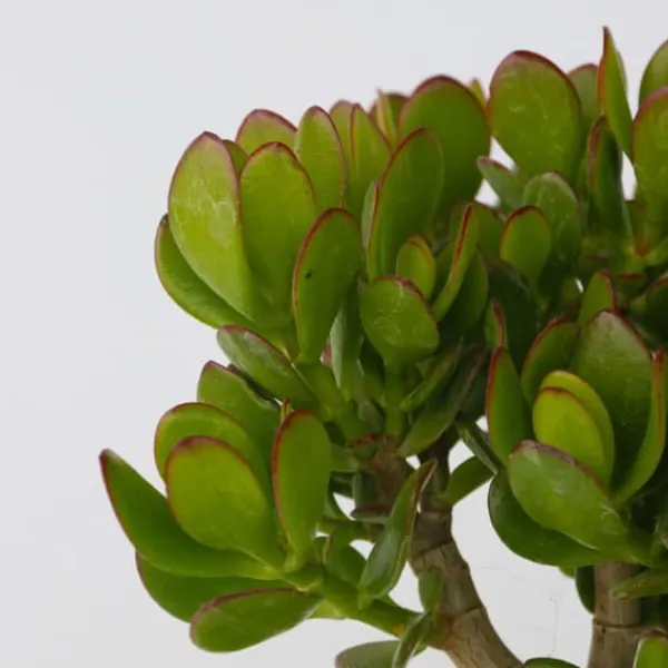 Jadeväxt - 2-pack - Crassula ovata - Höjd 15-25cm - ø12cm