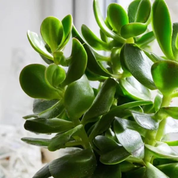 Jadeväxt - 2-pack - Crassula ovata - Höjd 15-25cm - ø12cm