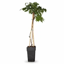 Online Japansk Blåregn 'Longissima Alba' - 2-pack, 65 cm kruka Trädgårdsväxter