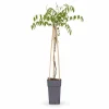 Japansk Blåregn 'Naga Noda' 65 cm, Kruka Ø15 cm Trädgårdsväxter