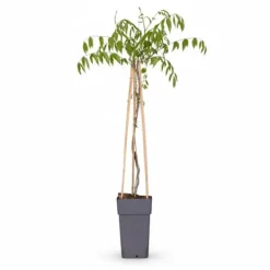 Japansk Blåregn 'Naga Noda' 65 cm, Kruka Ø15 cm Trädgårdsväxter