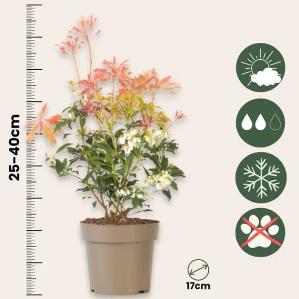 Japansk buskrosling - Set om 4 - Pieris 'Forest Flame' - Höjd 25-40cm - ⌀17cm