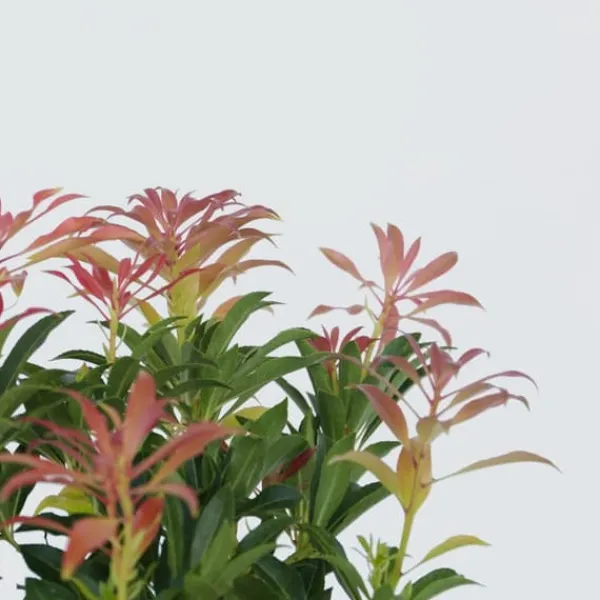 Japansk buskrosling - Set om 4 - Pieris 'Forest Flame' - Höjd 25-40cm - ⌀17cm